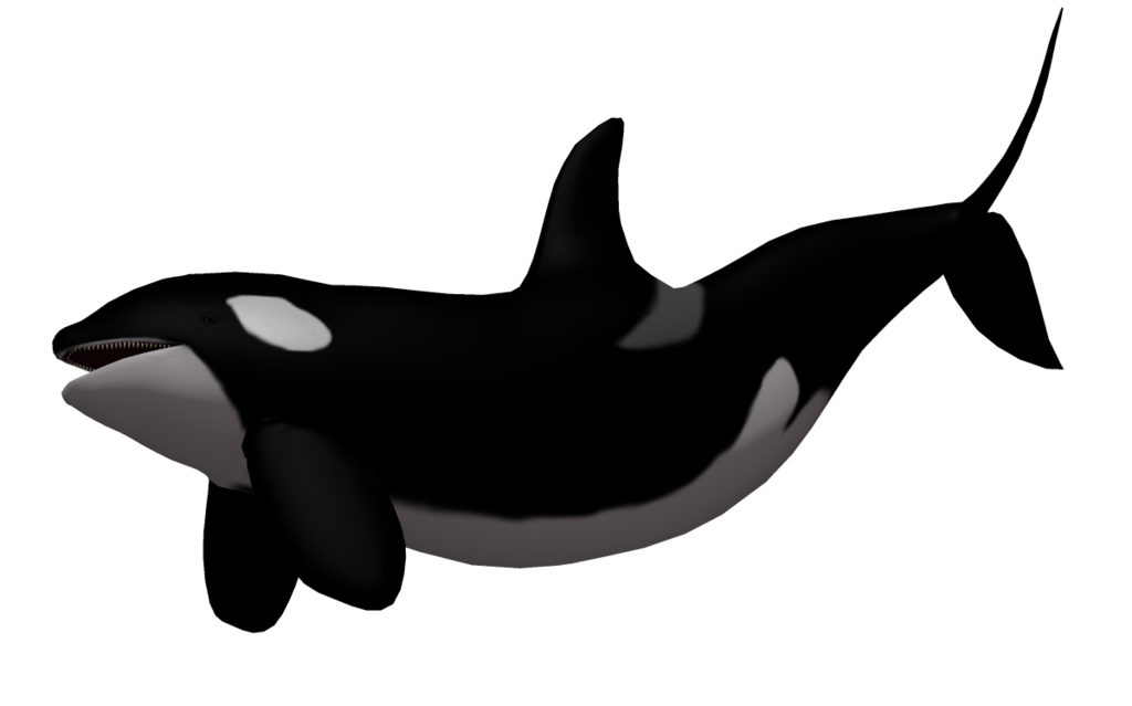 Killer Whale 03 by wolverine041269 on deviantART