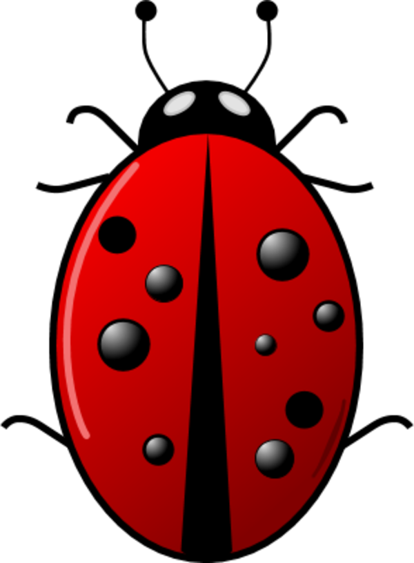 Ladybug insect - vector Clip Art