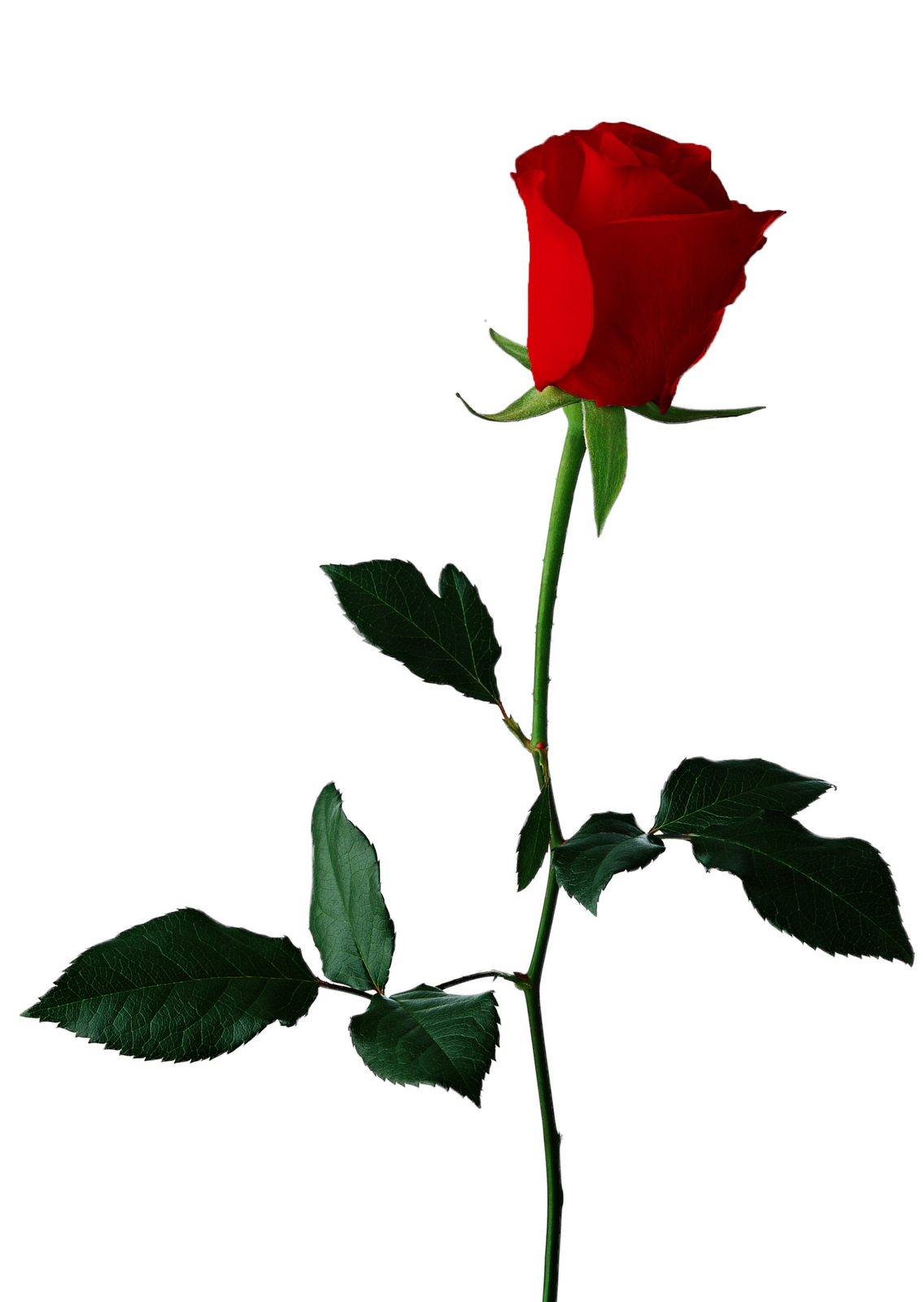 Images For > A Rose Clip Art