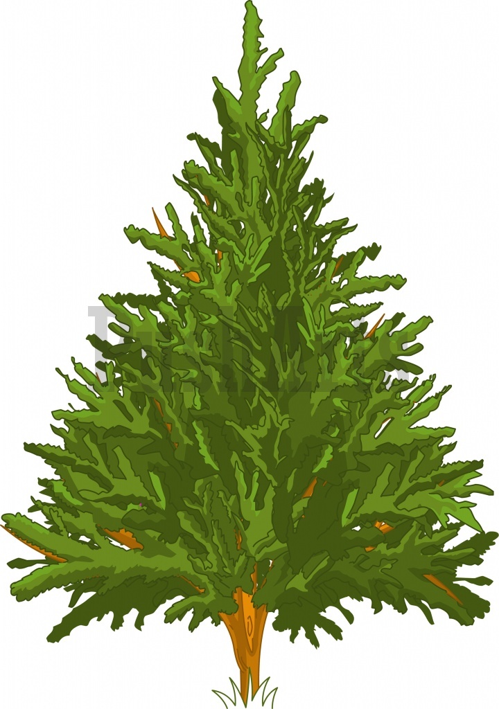 Pine Tree Illustration - Cliparts.co