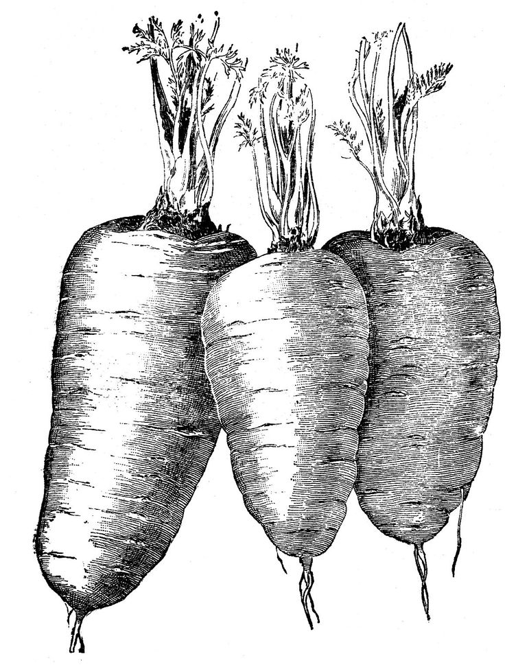 Vintage Vegetable Clip Art - Carrots