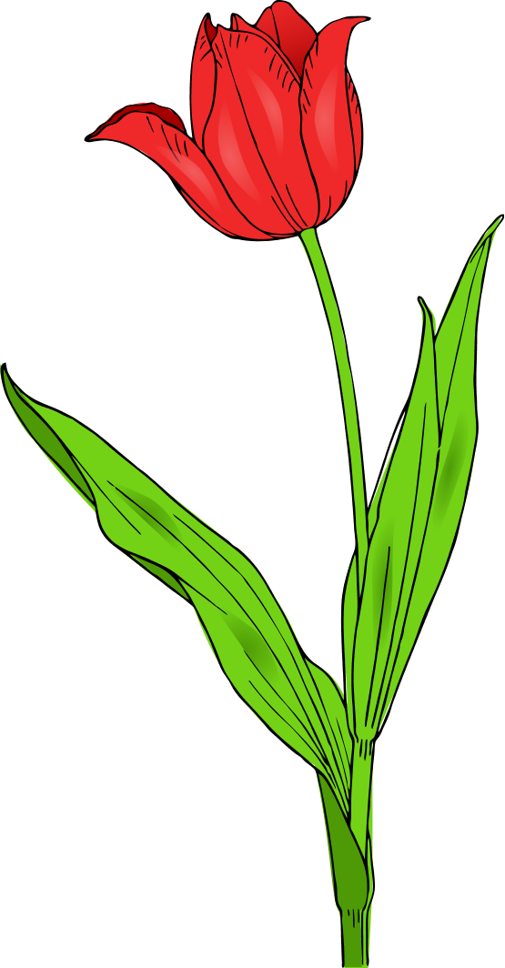 Spring Tulips Clipart