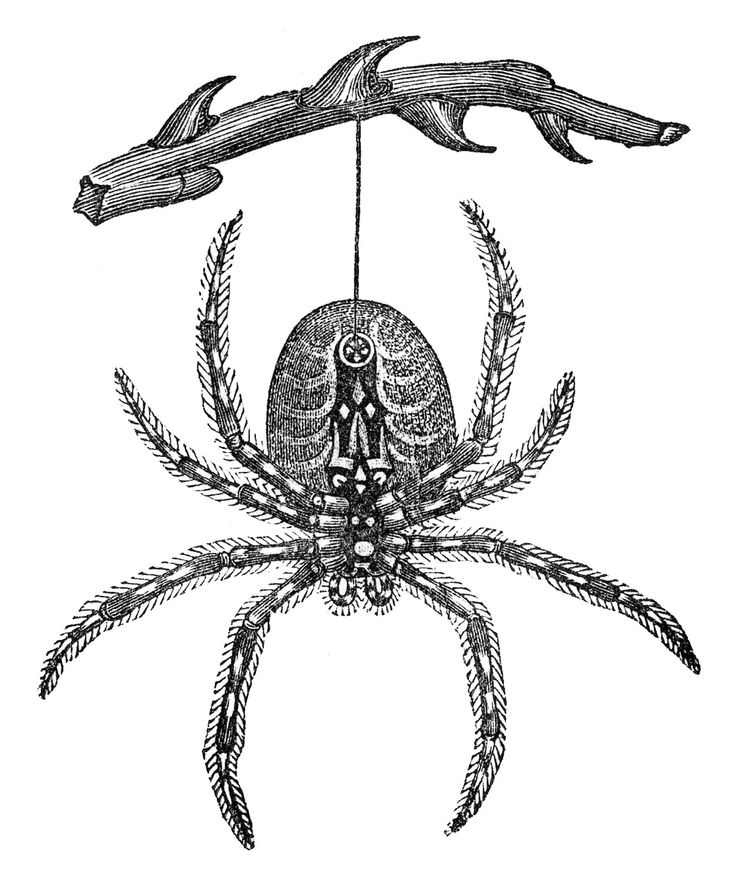 Vintage Clip Art - Spiderweb & Spider - Halloween