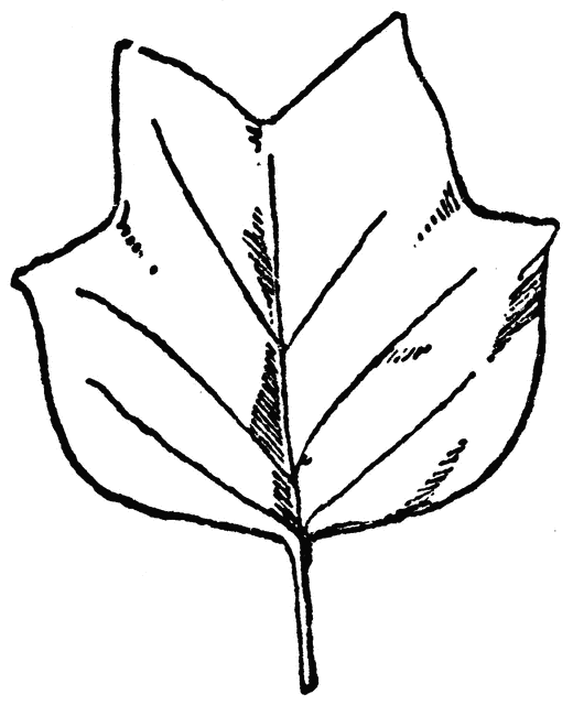 Leaf of Tulip Tree | ClipArt ETC