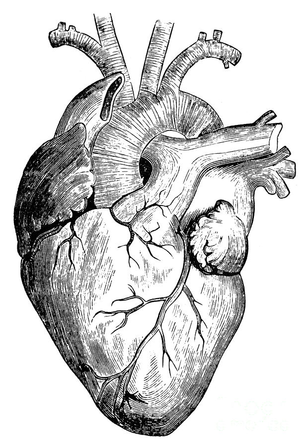 Human Heart by Granger