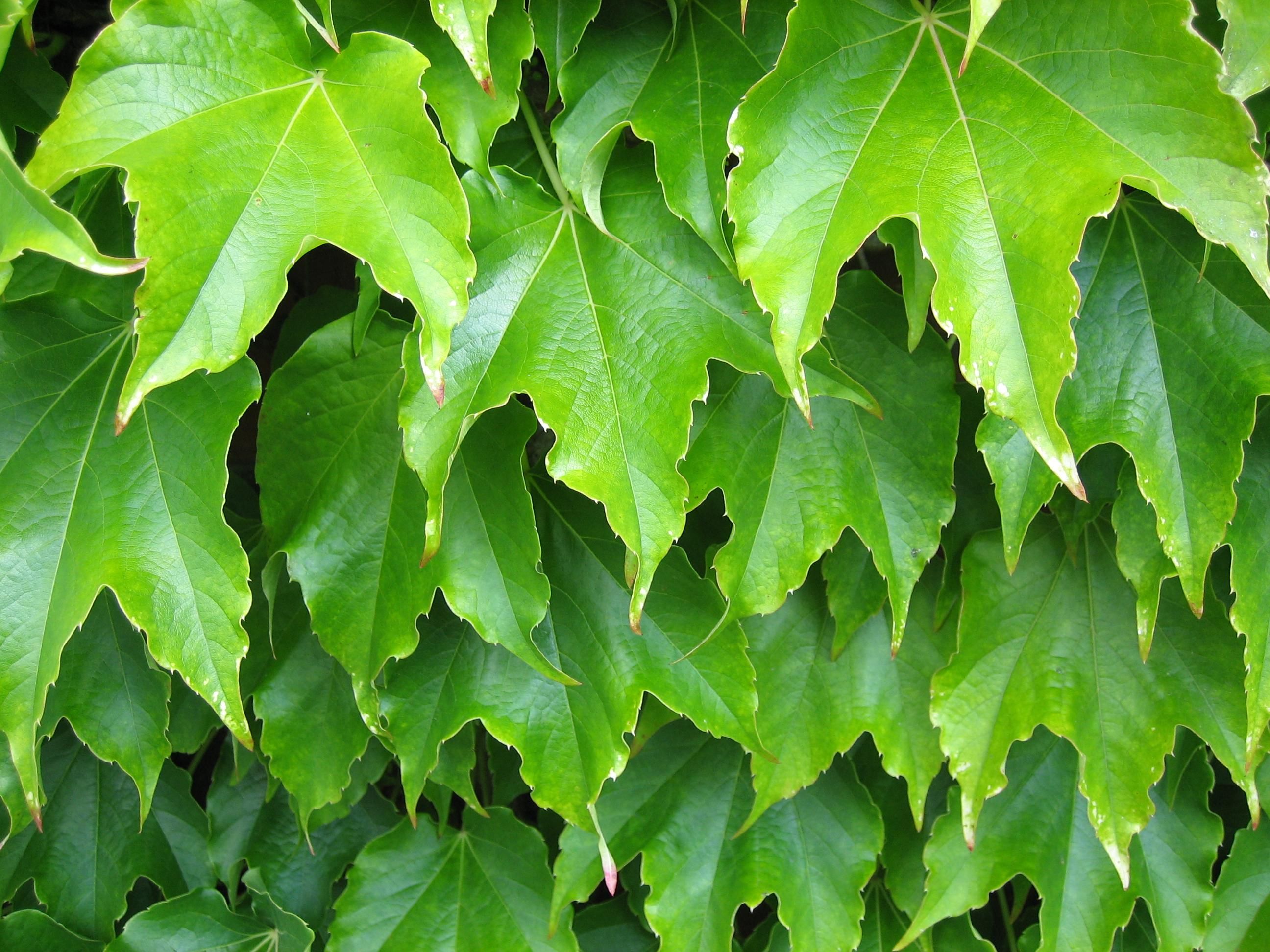 File:Plant leaves green.jpg - Wikimedia Commons