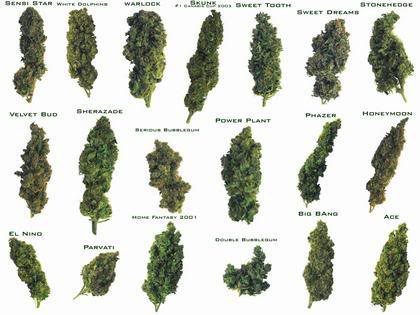 Banco de Fotos gratis: Diferentes tipos de marihuana