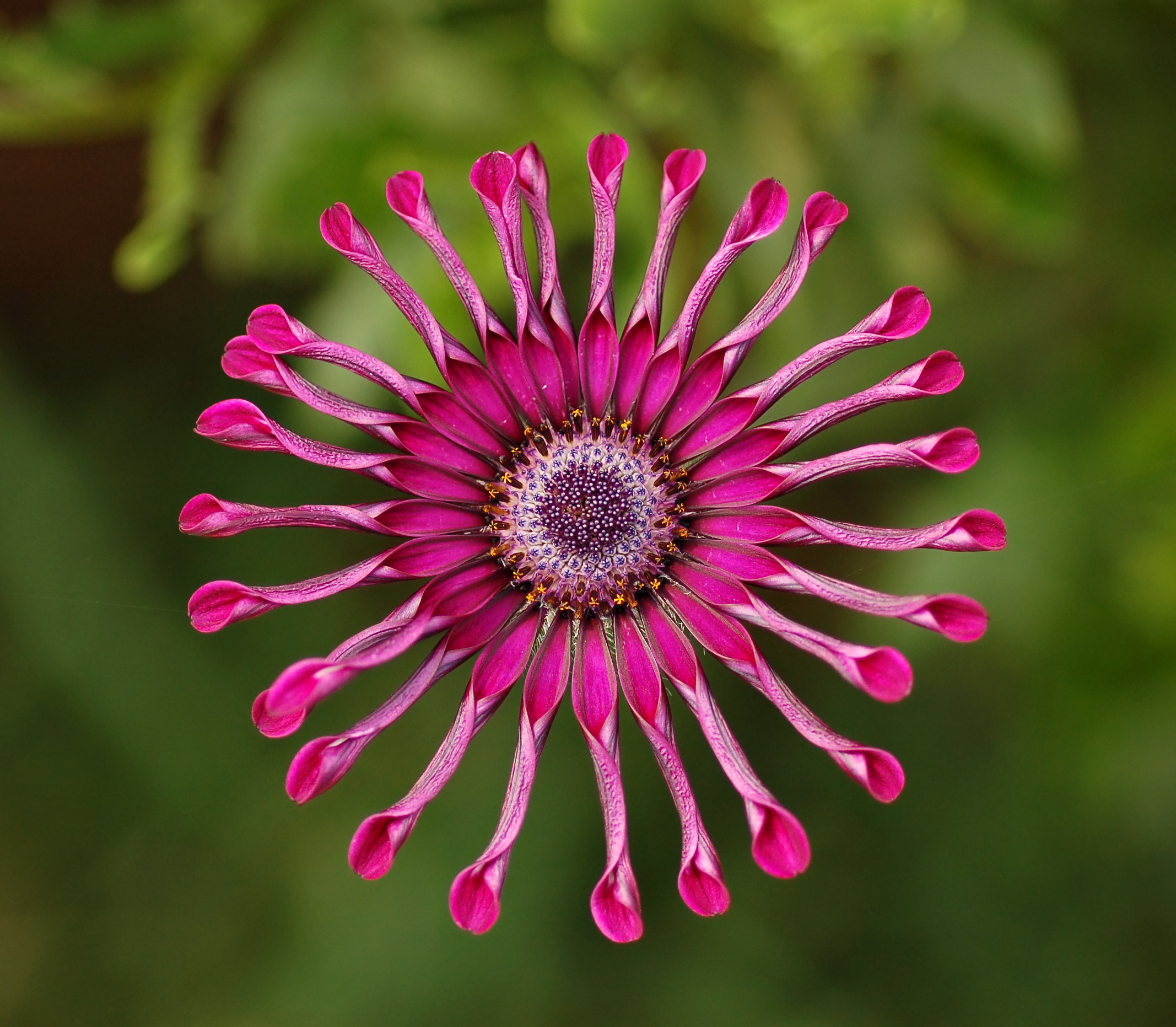 File:Osteospermum Flower Power Spider Purple 2134px.jpg ...