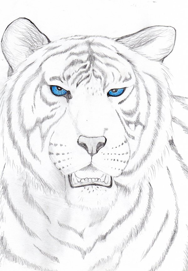 White Tiger Drawing Sketch - Gallery