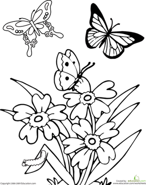 Butterfly | Coloring Page | Education.com