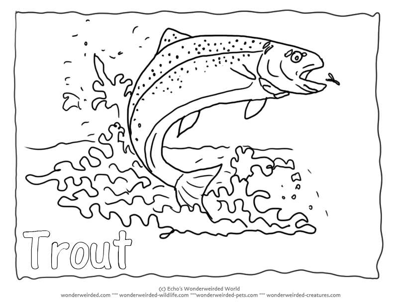 rainbow-trout-coloring-page- ...