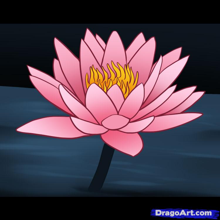 How To Draw A Water Lily, Step By Step, Flowers, Pop Culture, FREE