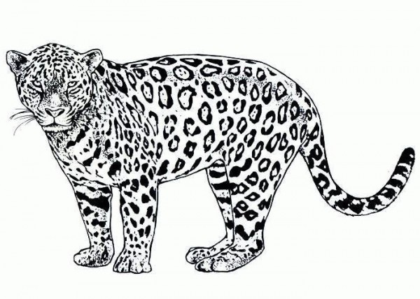Cartoon Cheetah Coloring Pages Hoyb: Cartoon Cheetah Coloring ...