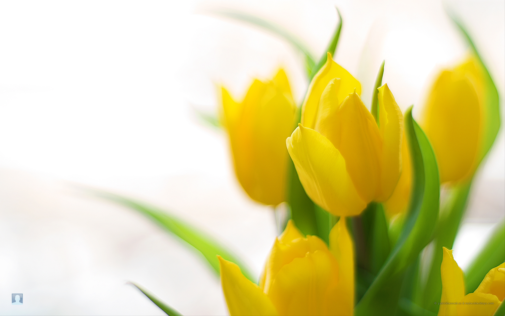 Download Awesome Free Blog Archive Spring Flowers Backgrounds ...