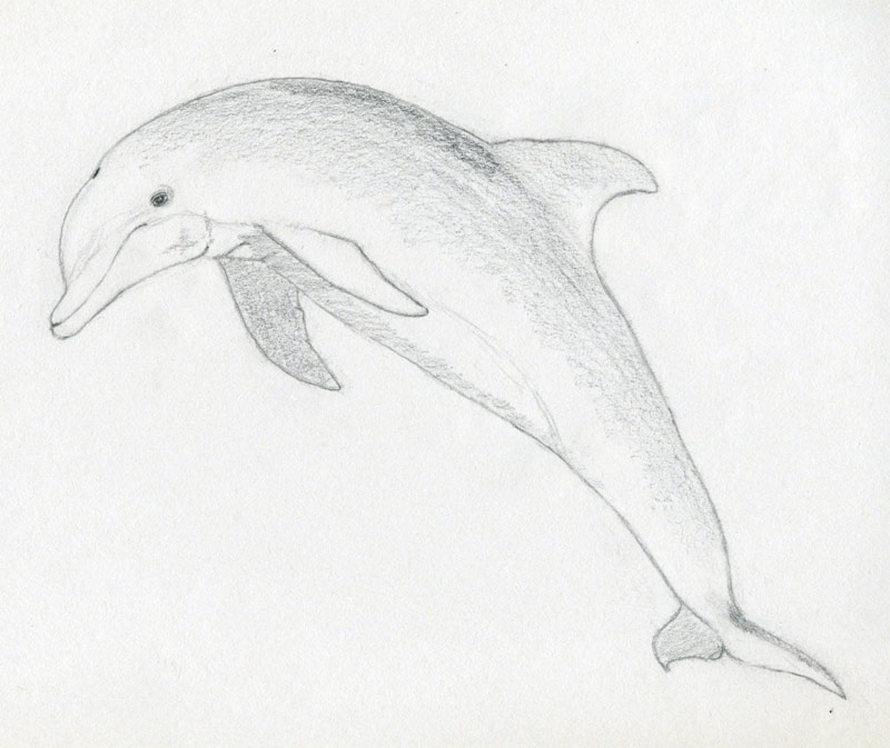 how-to-draw-a-dolphin05.jpg