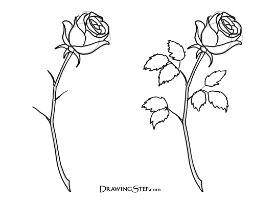 How to Draw Roses - Pencil Drawing of a Rose