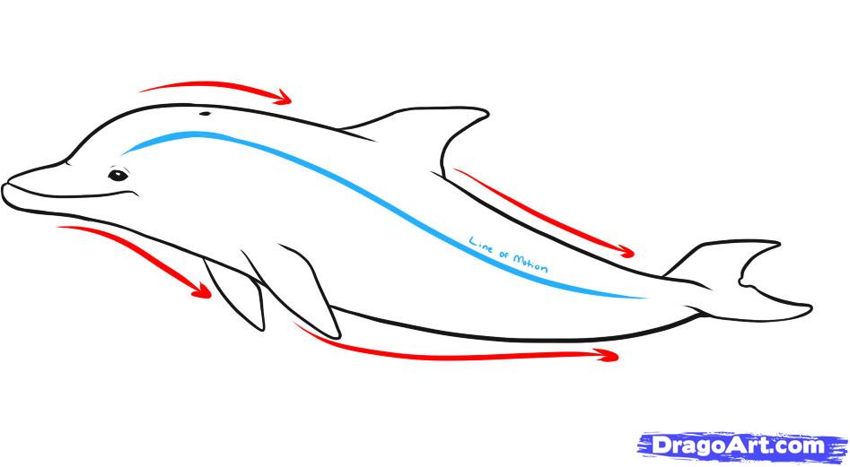 How to Draw Dolphins, Step by Step, Sea animals, Animals, FREE ...