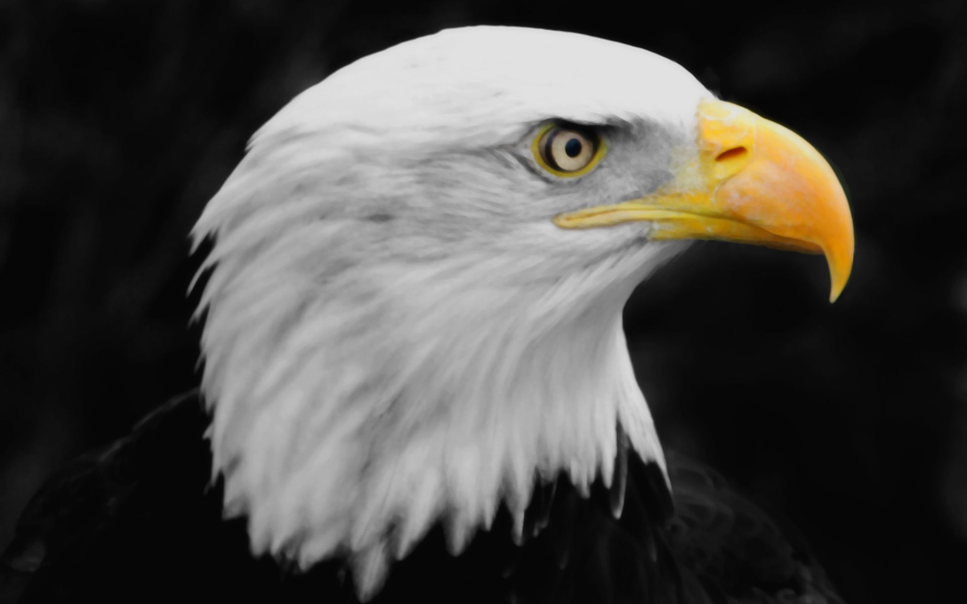 Eagle head images dowload 3d hd picture design free download for ...