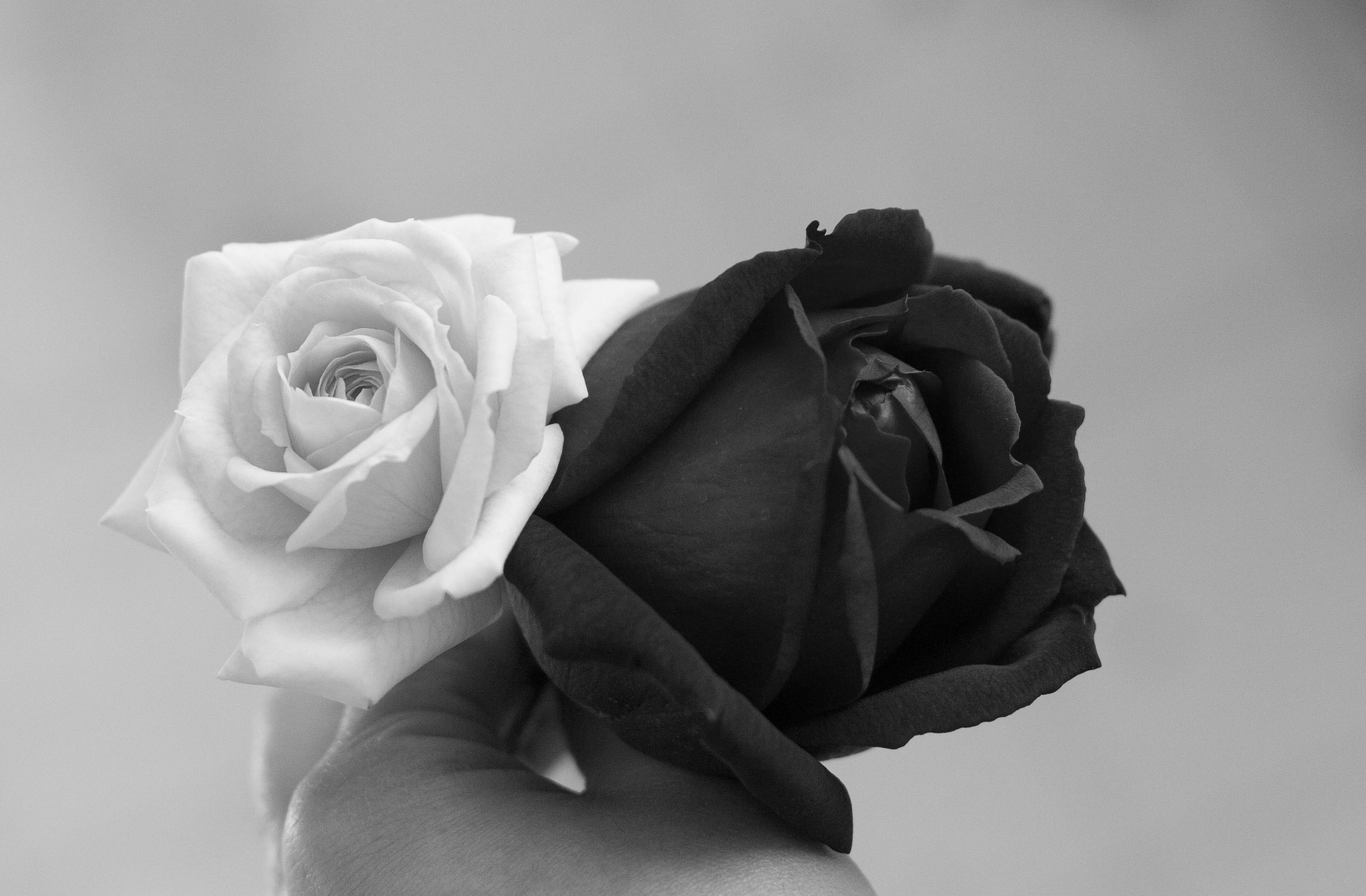 Black And White Roses - Cliparts.co