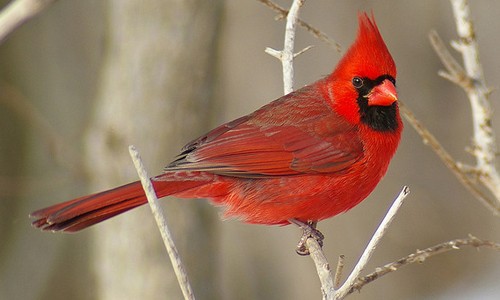 Northern Cardinal - Chesapeake Bay Program