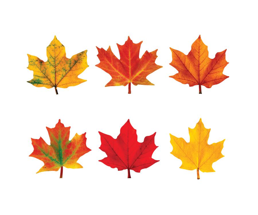 Classic Accents Maple Leaves Mini Variety/pk-Discovery | T-10836