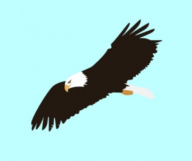 Soaring Eagle clip art Vector | Free Download