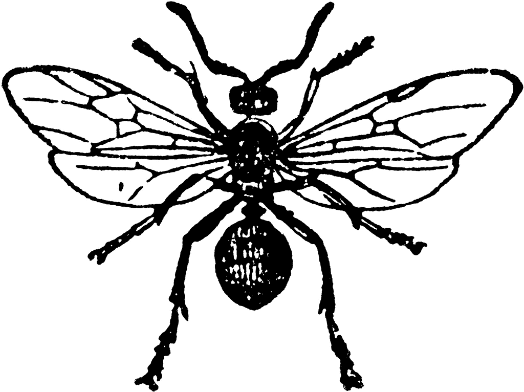 Red Wood Ant Female | ClipArt ETC