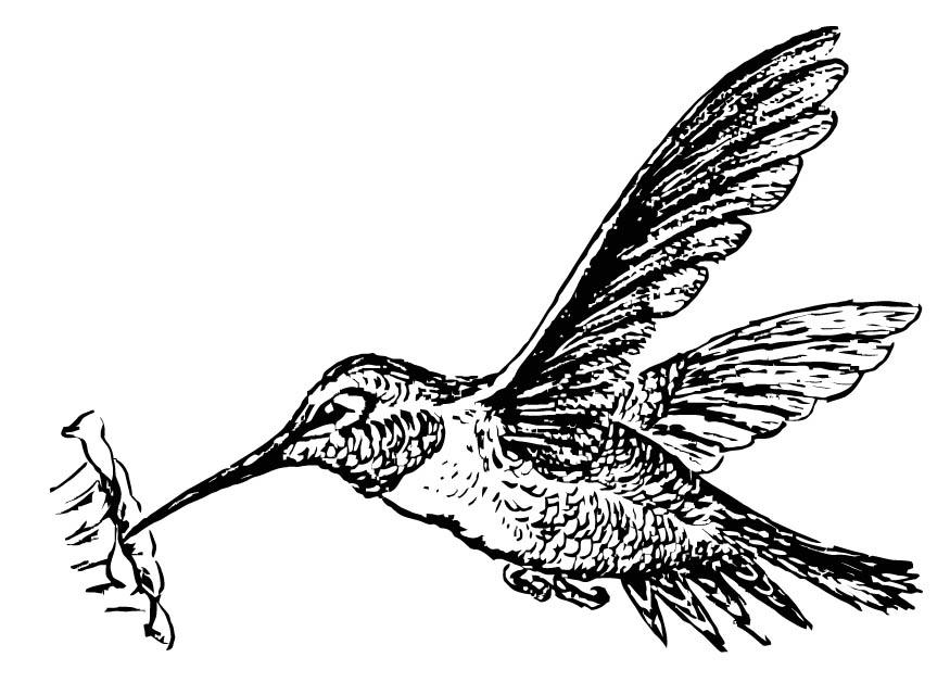 Coloring page bird - Hummingbird - img 15722.