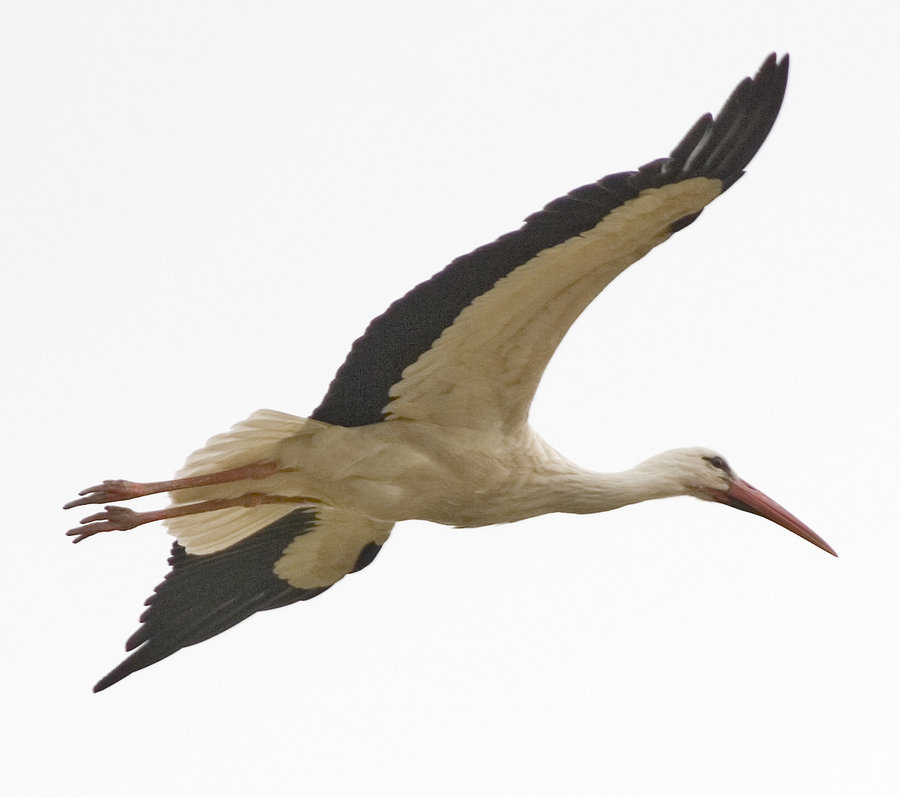 Flying Stork by EveLivesey on deviantART