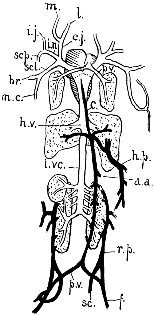 circulatory system of a frog | nahtalizeny