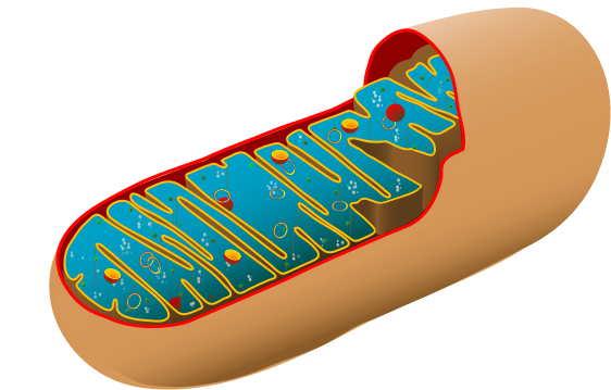 Animal Cell Diagram Unlabeled - ClipArt Best