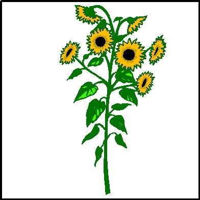 Clip Art - Clip art sunflower 369953