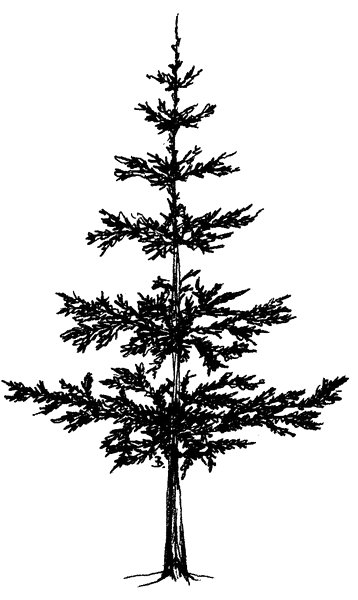 Pine Tree Drawing - ClipArt Best