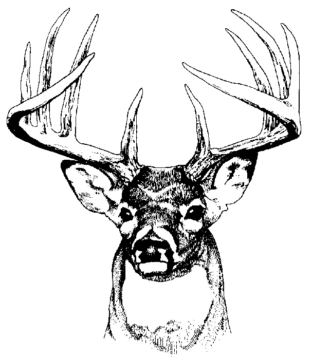 free deer hunting clipart images - photo #14