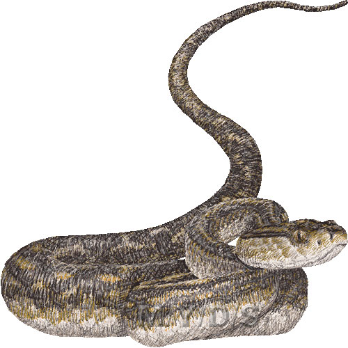 Snake) Okinawa Habu, Yellow Spotted Lance-head Snake, Yellow ...