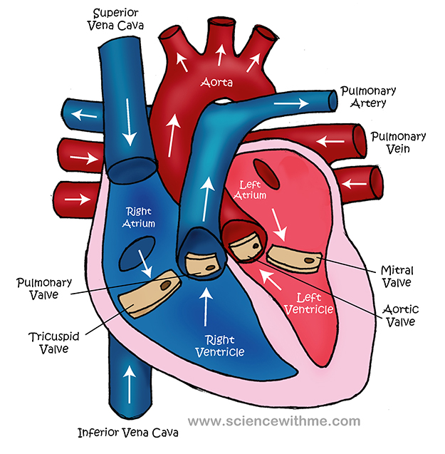 Simple Heart Diagram For Kids Images & Pictures - Becuo