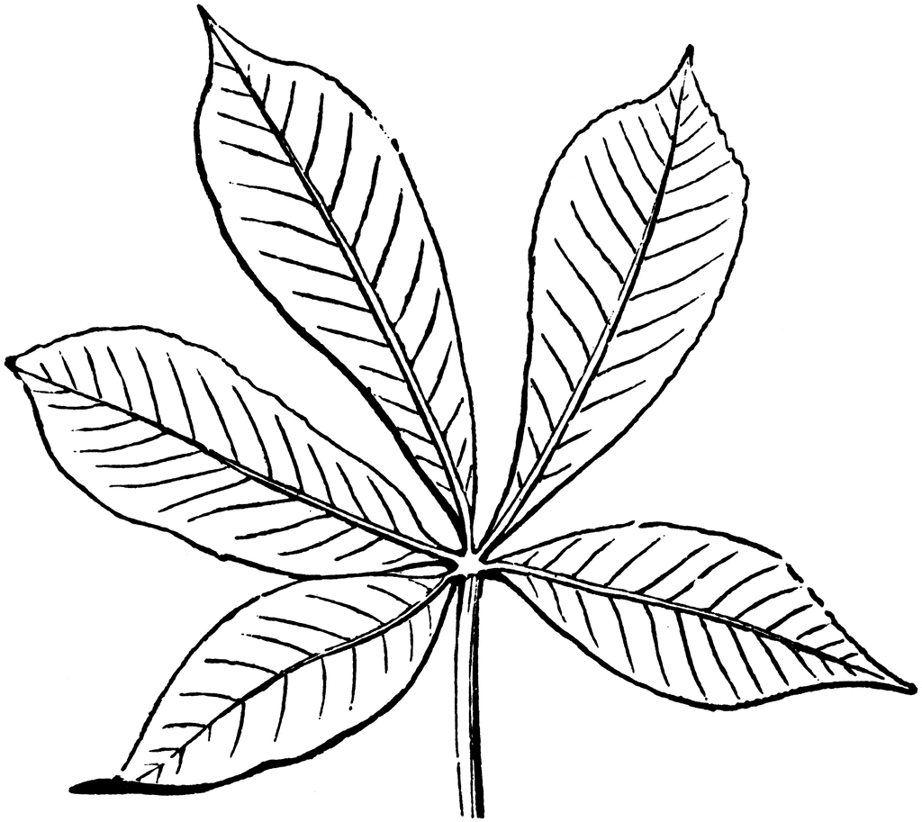 Palmate Leaf | ClipArt ETC