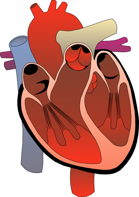 Human Heart Clip Art - Cliparts.co