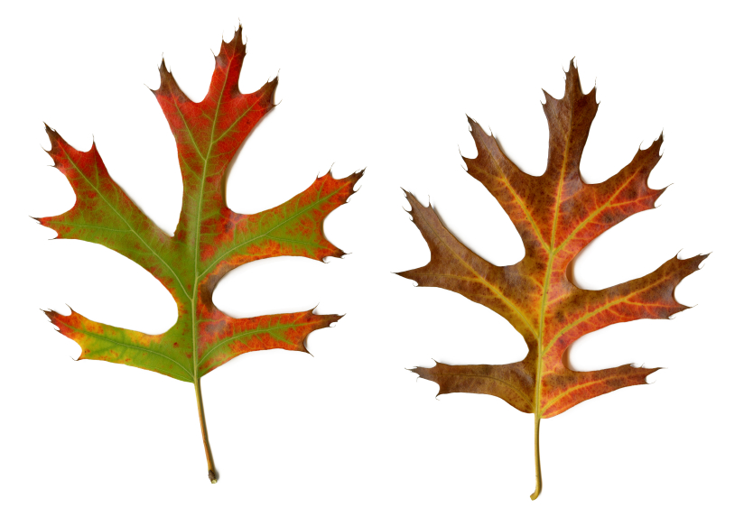 Trees | All About Oak Tree Leaves
