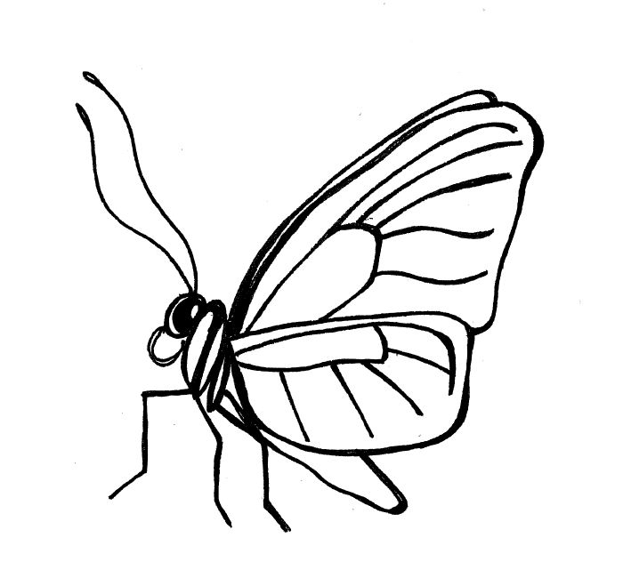 Simple insect and flower line drawings | standingoutinmyfield