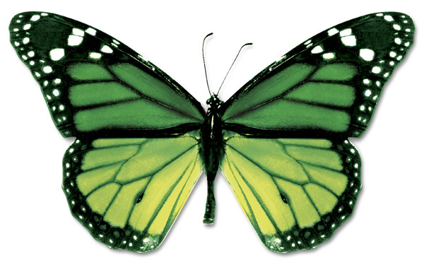 butterfly-4.jpg