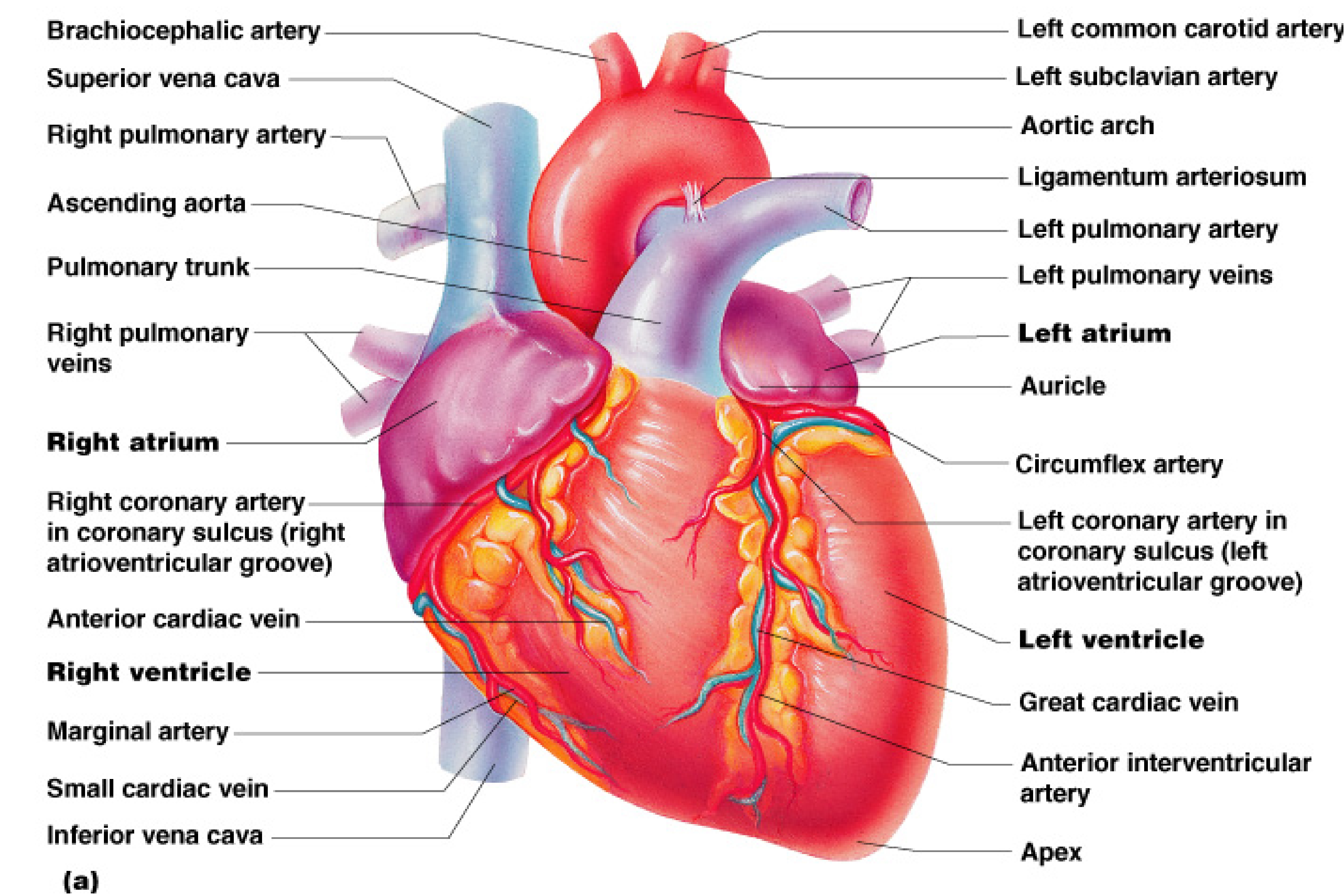 the human heart Clipart