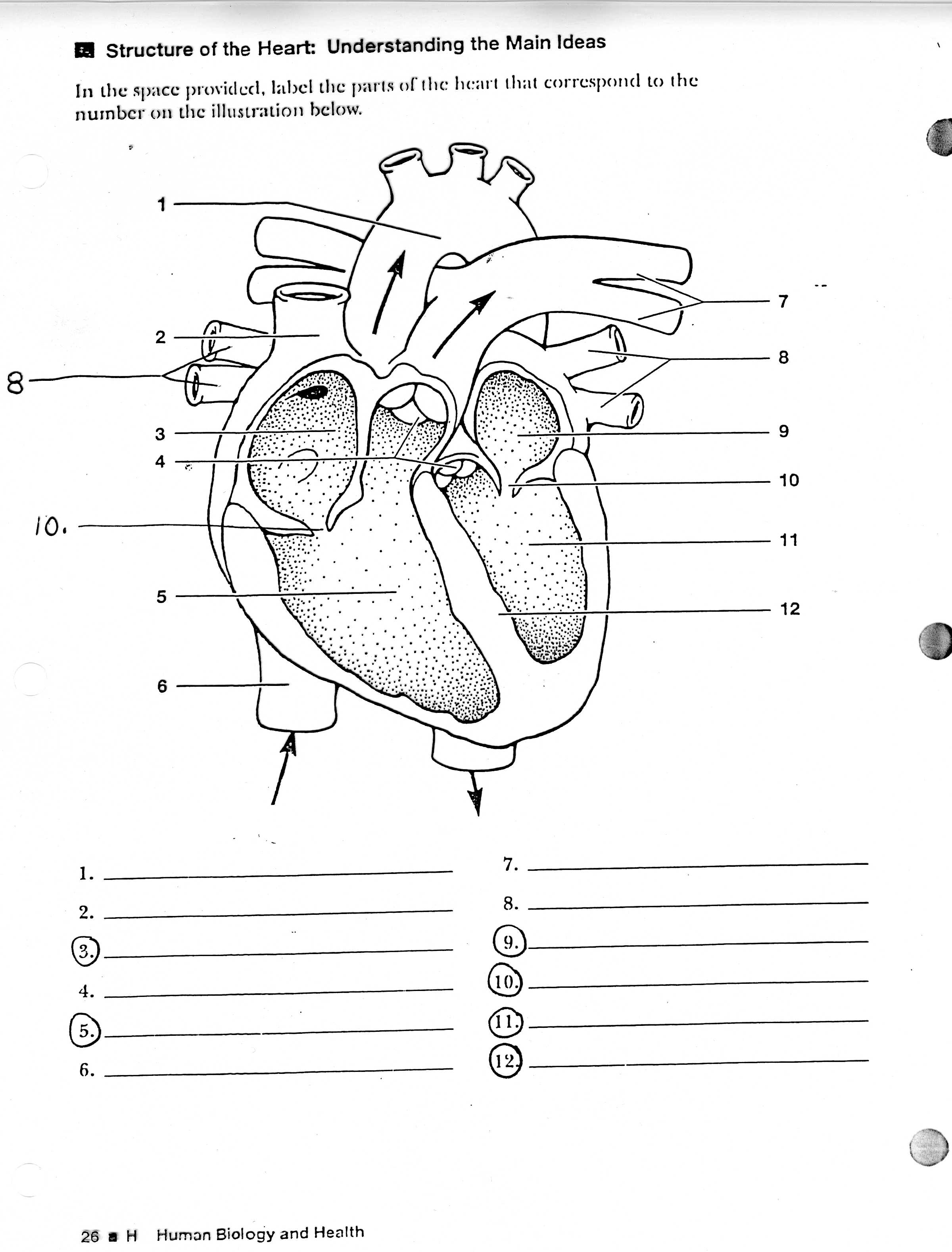 Heart Anatomy Worksheet - HD Photos Gallery