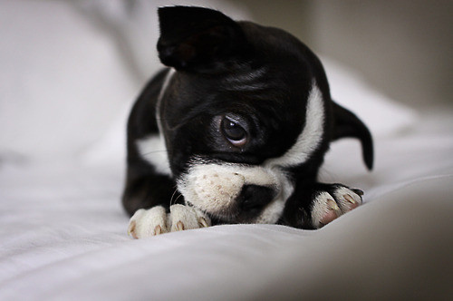 squishfacedogs - A collection of dogs with squished faces. What's ...