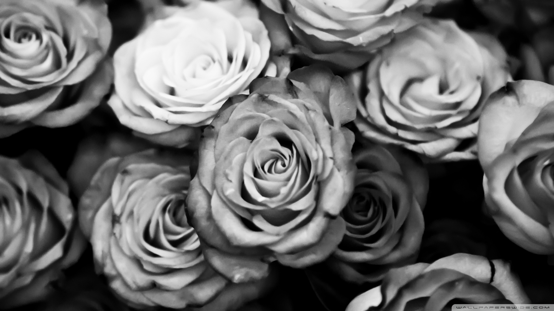 Black White Roses Wallpaper | Wallpaper Color