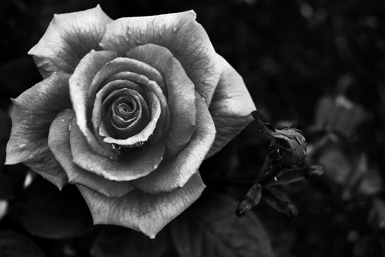 Black And White Rose Photography | Wallpapers Gallery
