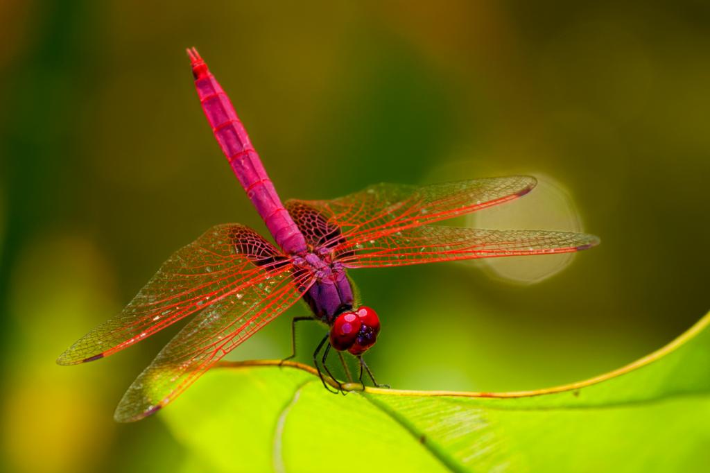 Colourful Dragonfly by mike pearce - Digital Photographer