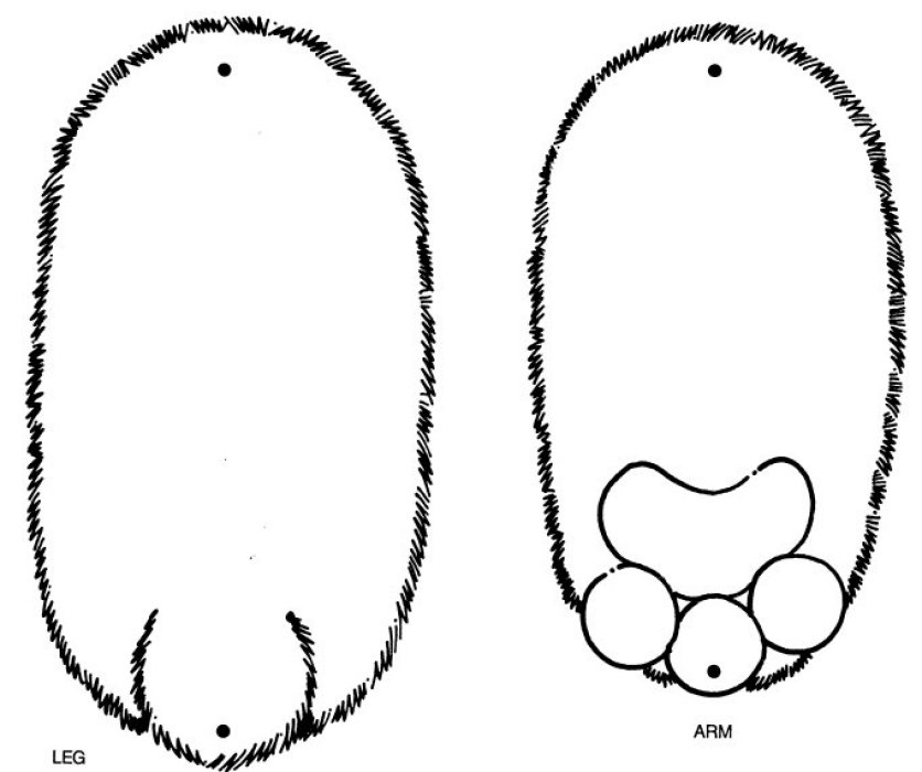 Bear Line Drawing