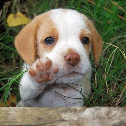 Puppy wants a high five | Share Amazing Pictures
