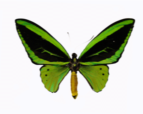 Butterfly Clip Art Animated